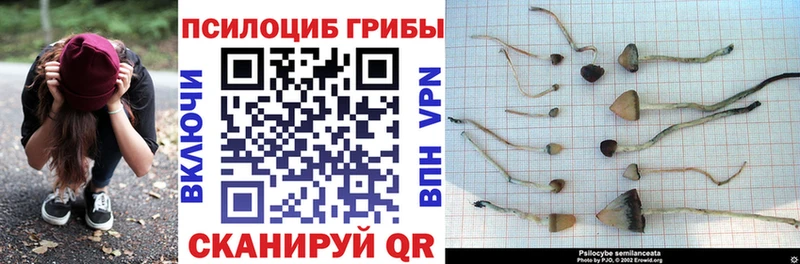 Купить закладки  Кемь  Псилоцибиновые грибы MAGIC MUSHROOMS 